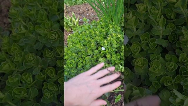 Обзор сада в начале лета