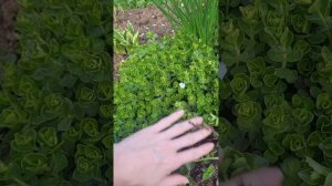Обзор сада в начале лета