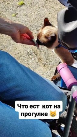 Что ест кот на прогулке 😸