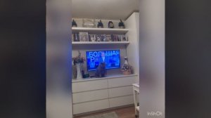 Политизированный кот