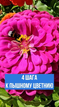 4 шага УСПЕШНОГО выращивания циннии!