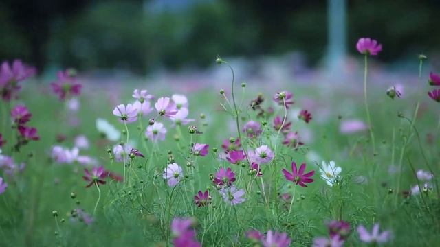 Relaxing soothing video with ambient music  Fields  Vast  Flowers  Calming wild nature