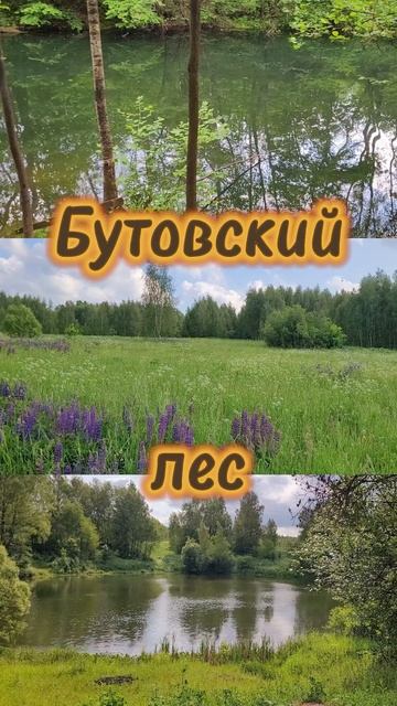 Бутовский лес 2025. Природа. Июнь 2025г