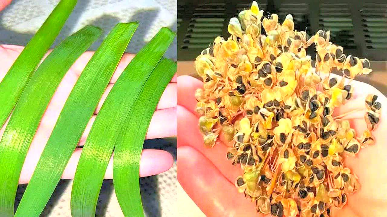 Лук – суперфуд для сосудов и зрения! Снижает сахар, чистит кровь, укрепляет иммунитет без таблеток!