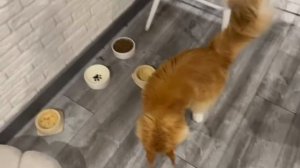 TaisonIDafna Очень любят котики жидкий корм