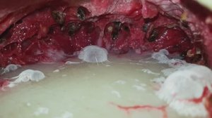 Процесс полного разложения АРБУЗА