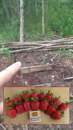 🍓 Экстренное включение с клубничной плантации!