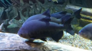 пираньи . рыбки