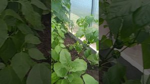 Обзор теплицы в июне