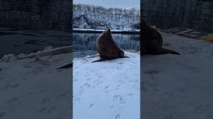 1000171133.mp4