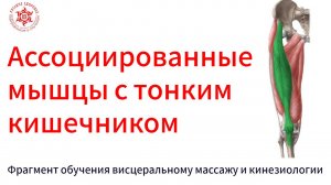 Ассоциированные мышцы с тонким кишечником.  Фрагмент обучения висцеральному массажу и кинезиологии