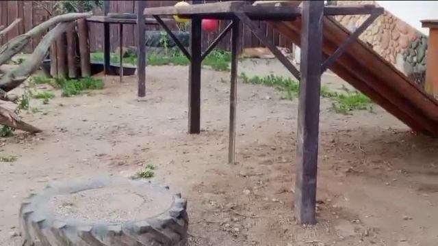 Вечер. Перекличка и игра бидончиком. Видео от опекуна Светланы