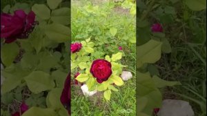 Розы они везде,даже в пруду🔥👍🌹🌹🌹розы#дизайнсада#загороднаяжизнь