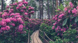 Рододендрон — символ обновления