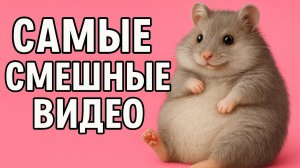 Смех до слёз: лучшие приколы №160