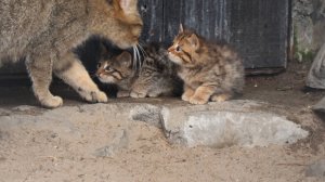 Котята европейских лесных котов