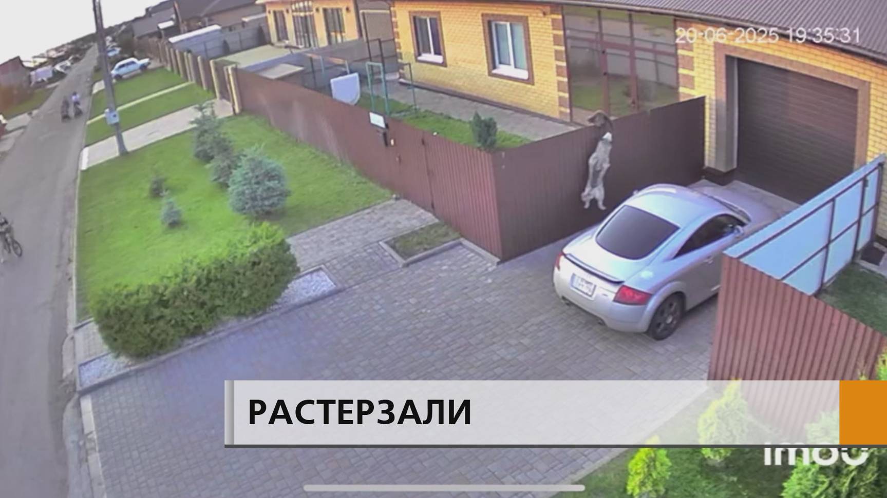 Сима погибла в страшных муках. Домашнюю кошку в Новотроицком сельском поселении разорвали собаки