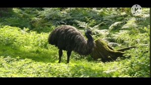 мы родились в Сибири//всё тайное становится явным//обзор канала