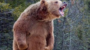Медведь напал на двух человек в Сахалинской области