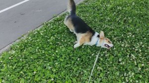 Ммм такой такой мягкий и мокрый ковёр из травы, поваляться  самое то ррафф