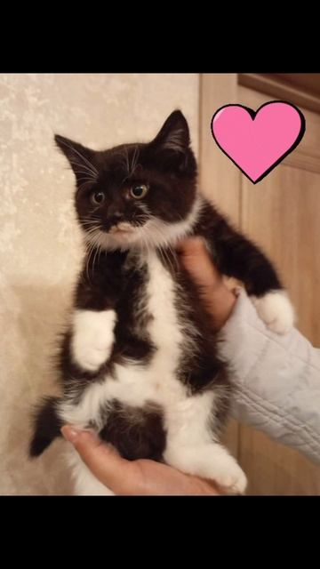 Ищет дом котенок Кузя. ❤