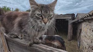 Истребляем наглого вредителя! Домик у Церкви, сельская жизнь