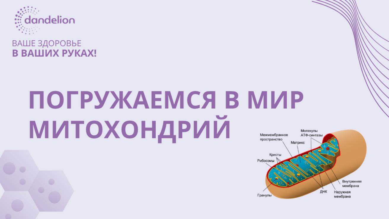 Продолжаем изучать митохондрии!