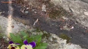 Дачный вечер