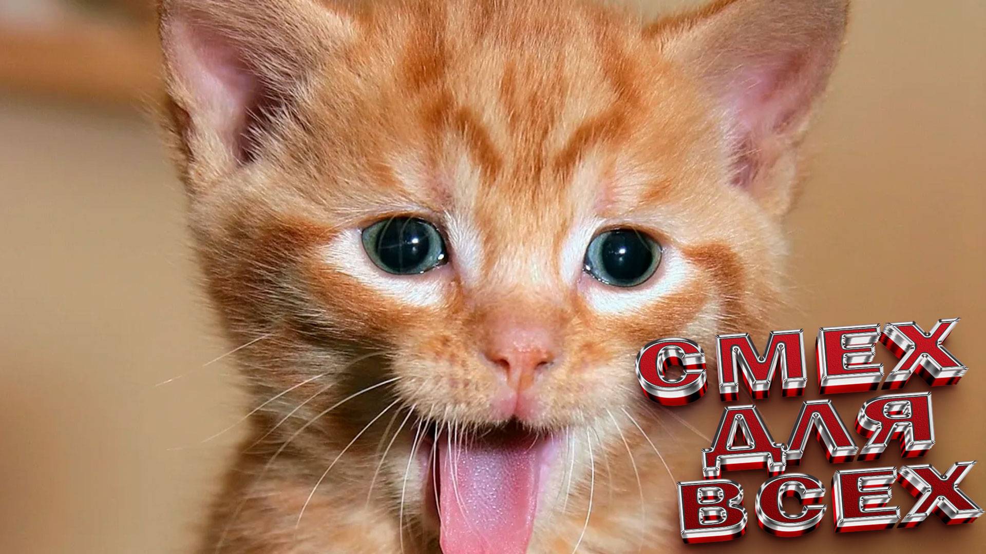 САМЫЕ ЗАБАВНЫЕ ЖИВОТНЫЕ🤣ЛУЧШИЕ ПРИКОЛЫ 2025!ТОП приколов с животными 2025 ЛУЧШИЕ ЖИВОТНЫЕ