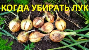 КОГДА ВЫКАПЫВАТЬ ЛУК / КАК СУШИТЬ ЛУК