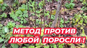 МЕТОД ПРОТИВ ЛЮБОЙ ПОРОСЛИ! Как избавиться от поросли деревьев и кустарников на участке