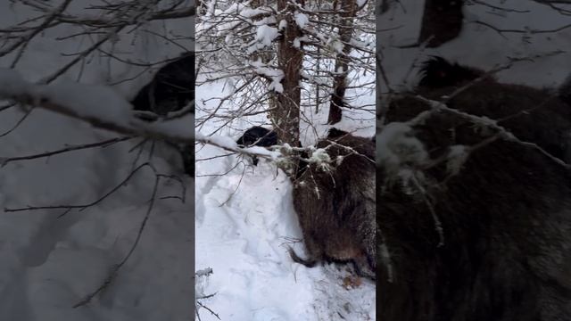 Охота на Кабана с лайкой