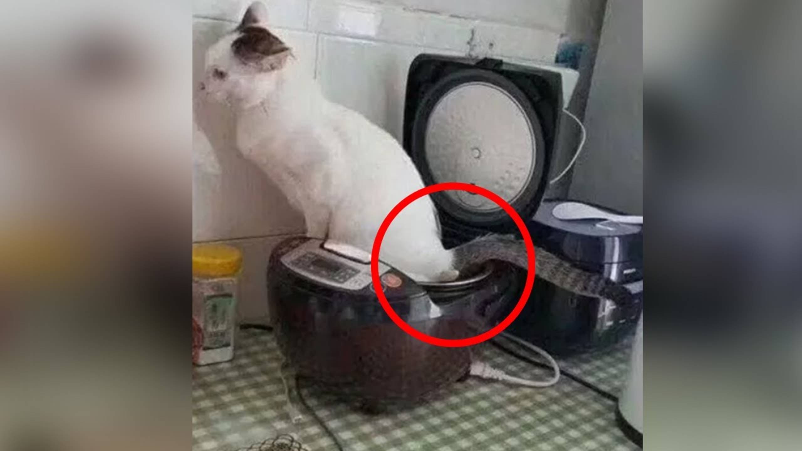 ПРИКОЛЫ С ЖИВОТНЫМИ ДО СЛЕЗ 2025 Смешные КОТЫ И СОБАКИ Приколы