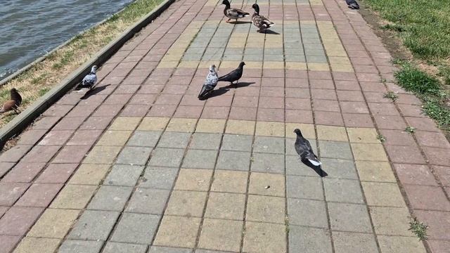 23.06.25г.Украшение или"полезность" для двери своими руками.В мире животных на озере Толока.