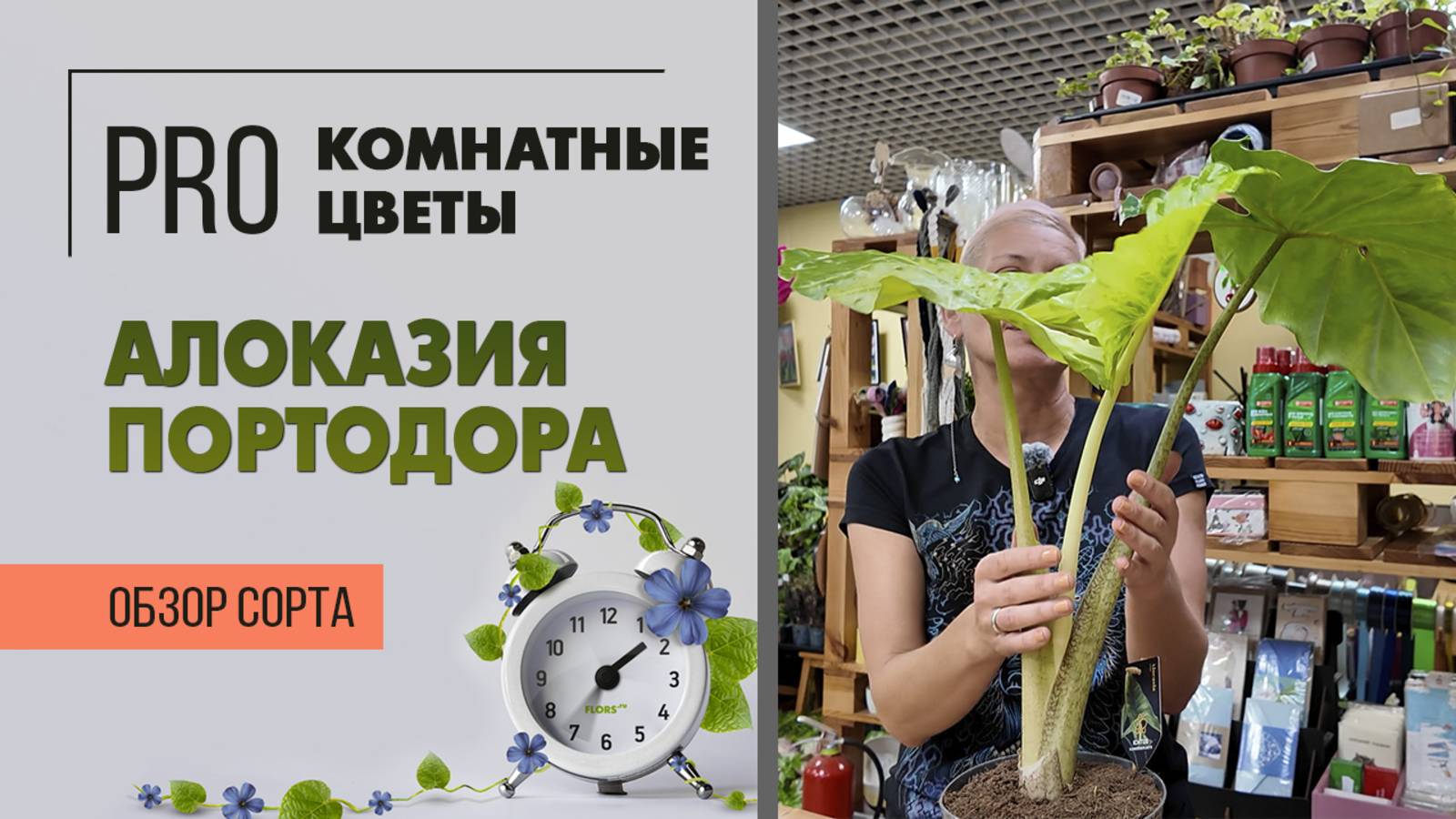 Алоказия портодора. Обзор сорта. Красивое интерьерное растение с большими листьями.
