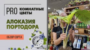 Алоказия портодора. Обзор сорта. Красивое интерьерное растение с большими листьями.