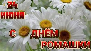 "РОМАШКА-РОМАШКА"– ПОЛЕВОЙ ЦВЕТОК.
С ДНЁМ РОМАШКИ!