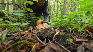 Тихая охота. Первые грибы сезона. Лисички, белые.