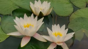 Как вырастить, пересадить и размножить нимфею на Урале.