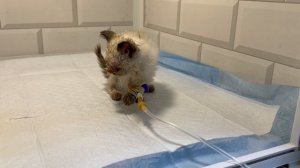 Это самые страшные дни! Новости о котятах, от которых разрывается сердце… | Кэлли, Куфли и Квинси