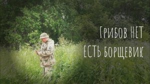 21.06.2025 Грибов ещё нет,но есть борщевик.