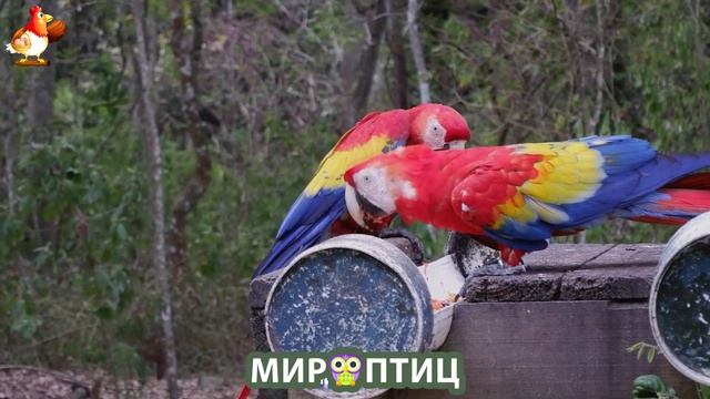 Мир птиц – красота и грация пернатых созданий Природы 🦩🦚🦜 Выпуск (237) 🦉🐦🐤