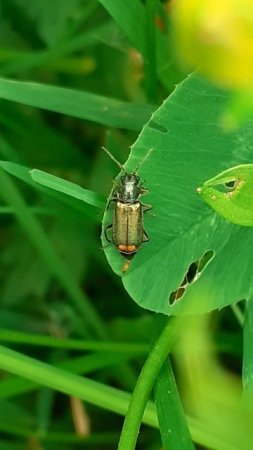 Малашка двупятнистая (Malachius bipustulatus) - вид жуков из семейства мелирид