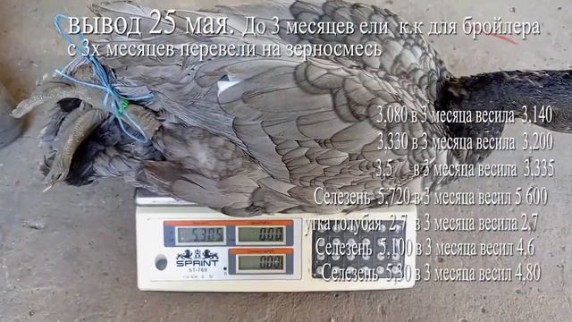 мускусные утята орвия возраст ЧЕТЫРЕ месяца взвешивание