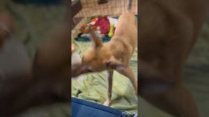 Мы пока не нашли для Майки своего человека, но время идет, а откликов нет. Это очень грустно!