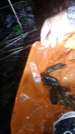 выпускаю 🦞 раков в с.Русское Шумячский р-он  Смоленская область