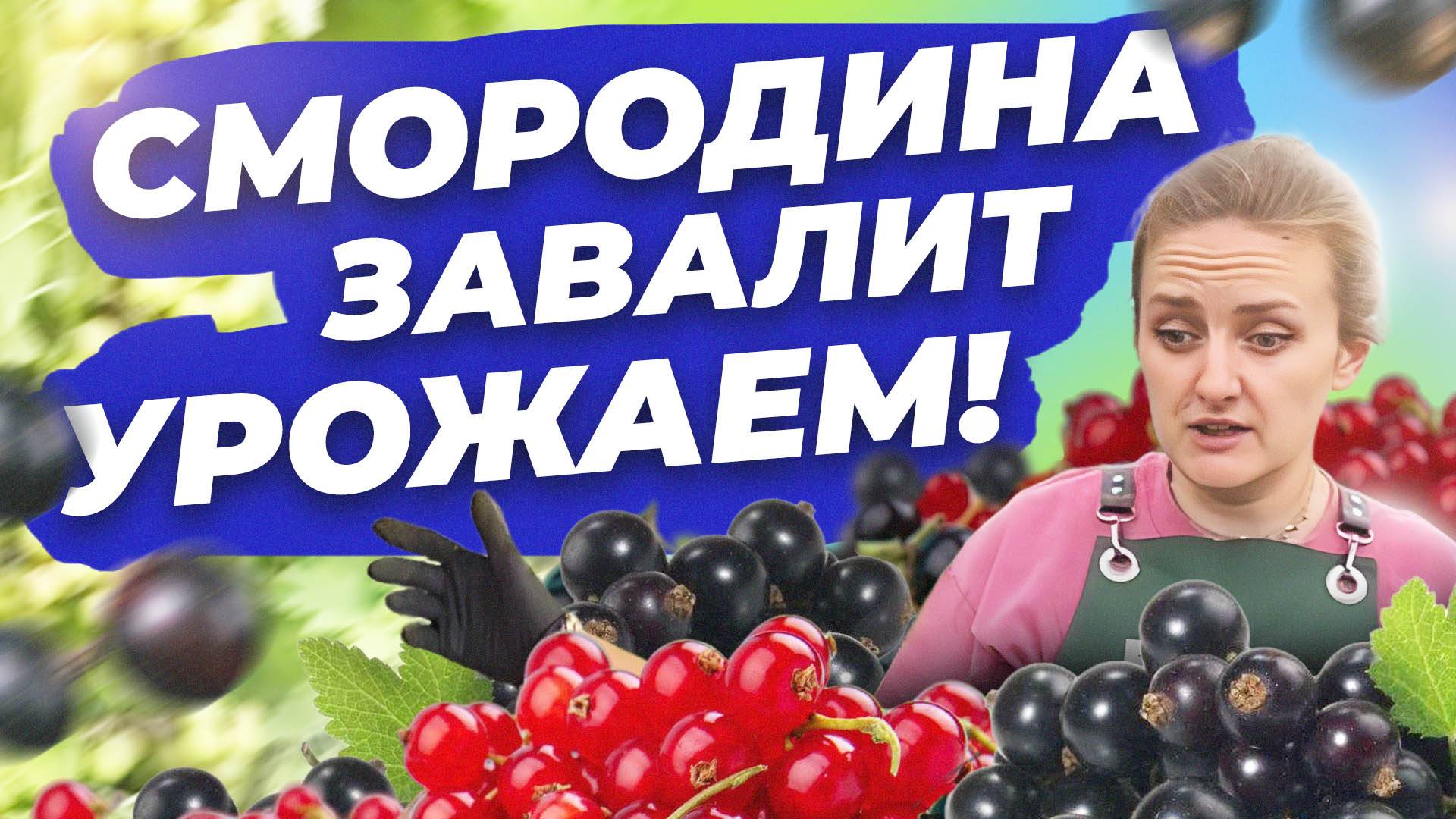 КАК ПОЛУЧИТЬ БОЛЬШОЙ УРОЖАЙ КРУПНОЙ СМОРОДИНЫ