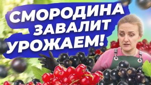 КАК ПОЛУЧИТЬ БОЛЬШОЙ УРОЖАЙ КРУПНОЙ СМОРОДИНЫ