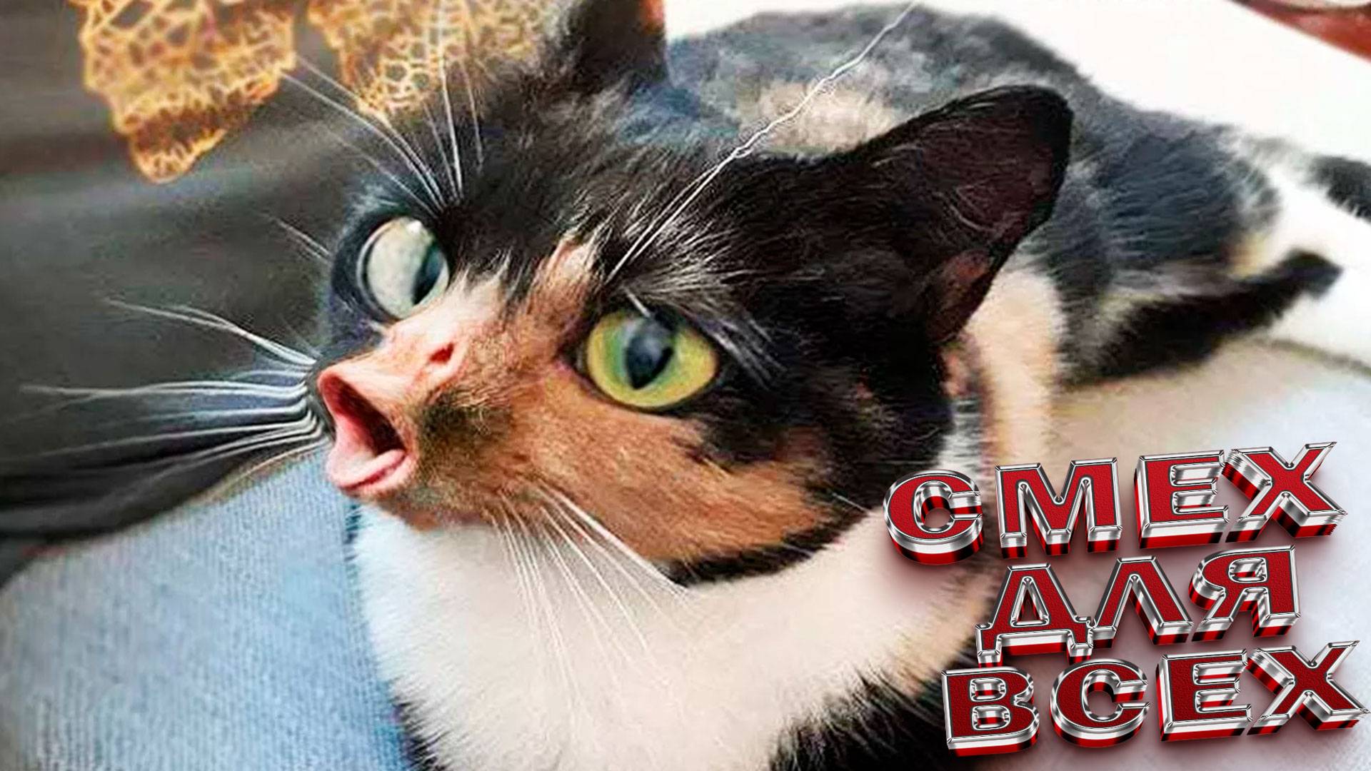 ЛУЧШИЕ СМЕШНЫЕ МОМЕНТЫ С ЖИВОТНЫМИ🐾ТОП приколов с животными! 2025🐾 ПРИКОЛЫ С ЖИВОТНЫМИ