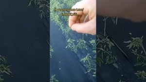 Пасынкую помидоры не как все. может и зря так делаю. #пасынки #помидоры #сад #огород #дядявитя #дача